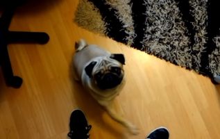 Австрийский суд привлек к ответственности хозяев собаки, которую научили «зиговать»
