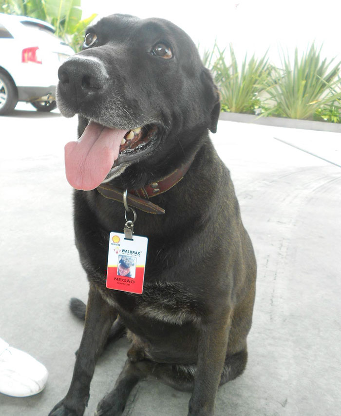 abandoned-dog-gas-station-employee-negao-brazil-5