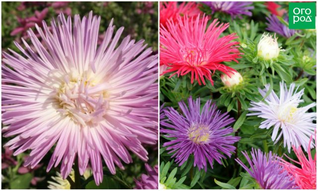 11 однолетних цветов для вашего сада, которые не боятся заморозков 11 однолетних цветов для вашего сада, которые не боятся заморозков цветы