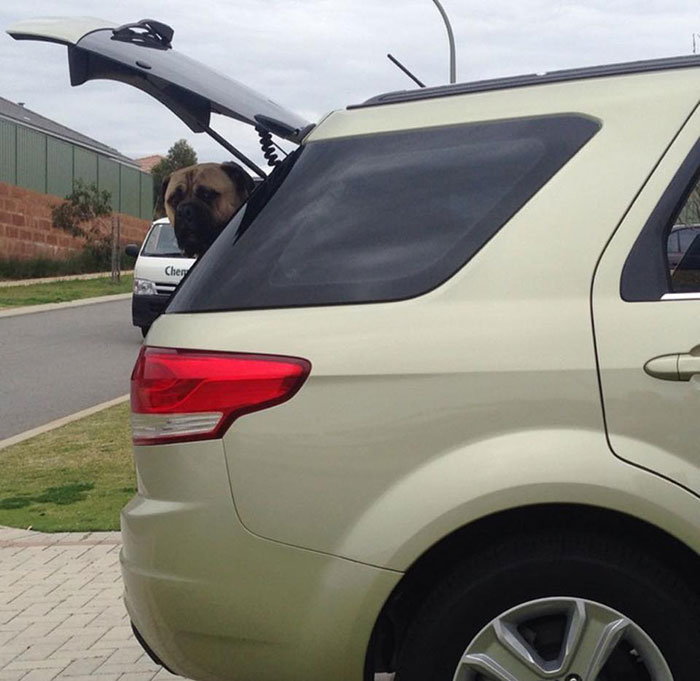 собака всегда подстерегает хозяина 