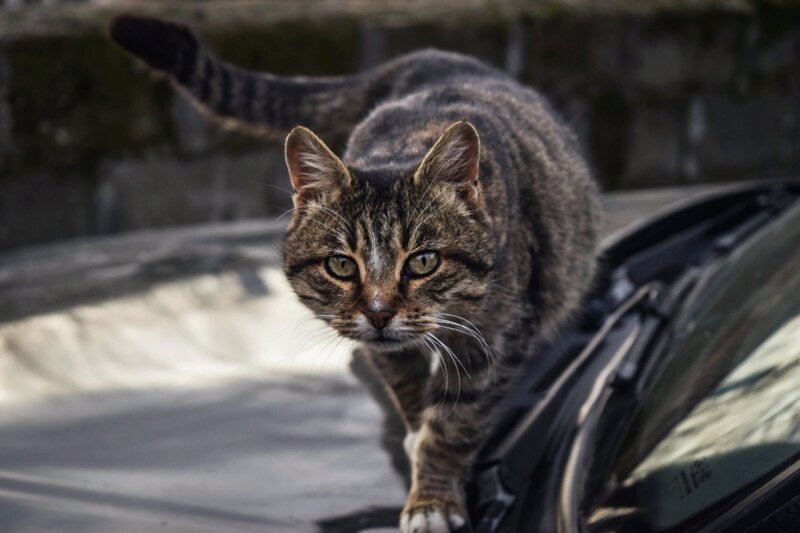 Жена посмотрела на нас тоскливыми глазами и снова взвыла: -Я-а-а-й-ц-а-а. -Что яйца? -Оторва-а-а-ались... Жена посмотрела на нас тоскливыми глазами и снова взвыла: -Я-а-а-й-ц-а-а. -Что яйца? -Оторва-а-а-ались... истории из жизни