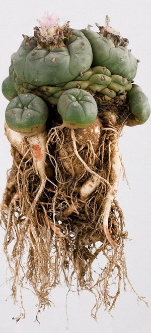 Пейот: Кактус, который преображает реальность Пейот: Кактус, который преображает реальность интересные факты,кактус Пейот,природа,растения