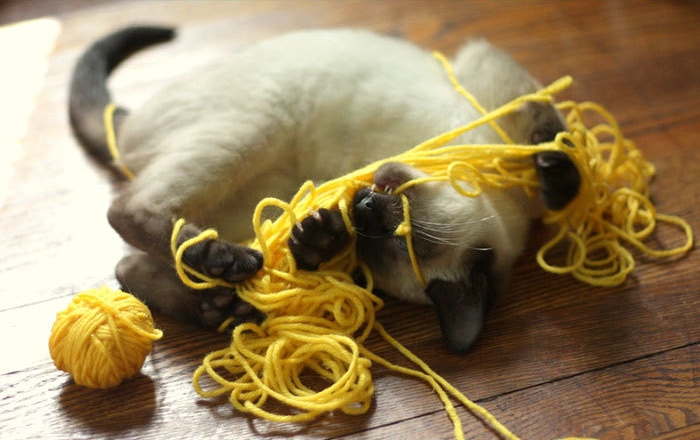 как технологии изменили жизнь кошек