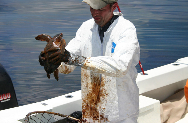 Спасение оливковой черепахи Ридли после разлива нефти животные, море, океан, природа, рыба