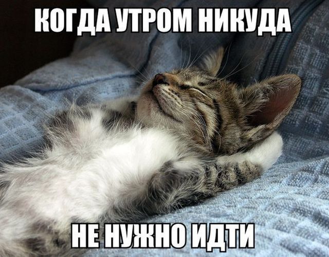 Смешные картинки с подписями