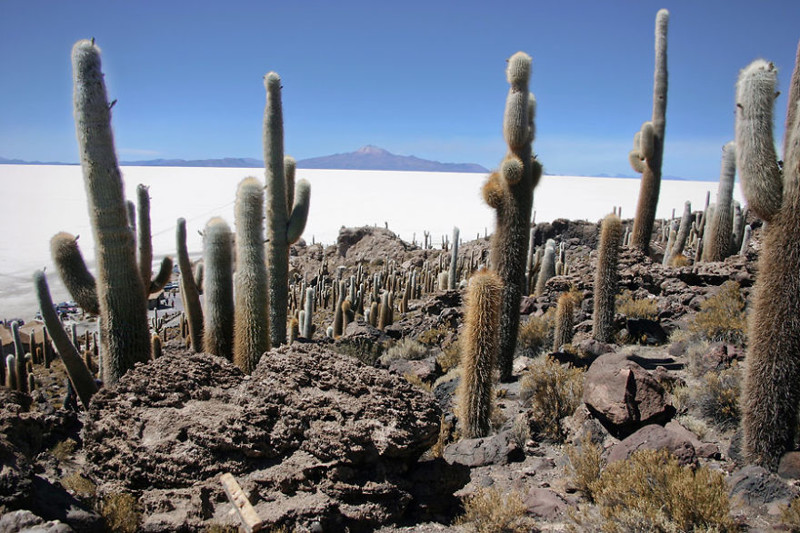 Исла де Пескадорес - каменные осыпи в солончаковой пустыне Уюни, Боливия красота, путешествия, фото