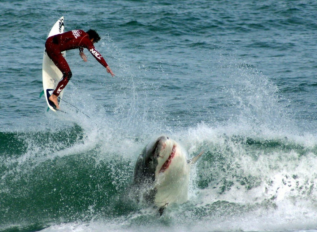 shark attack on forex