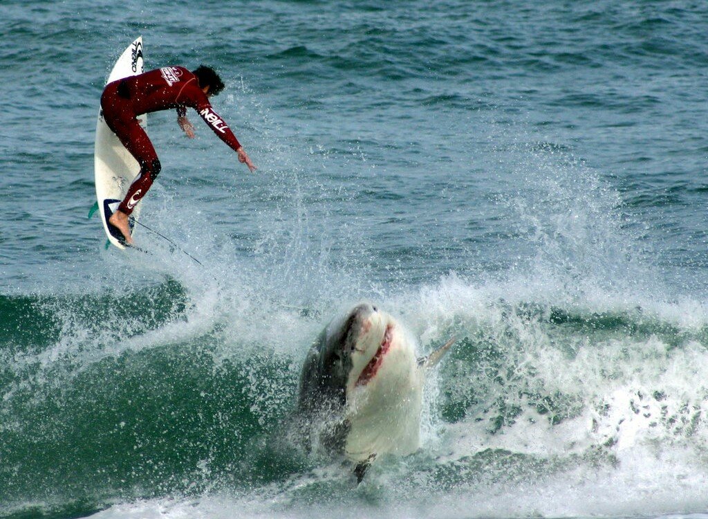 Soñar con tiburones fuera del agua