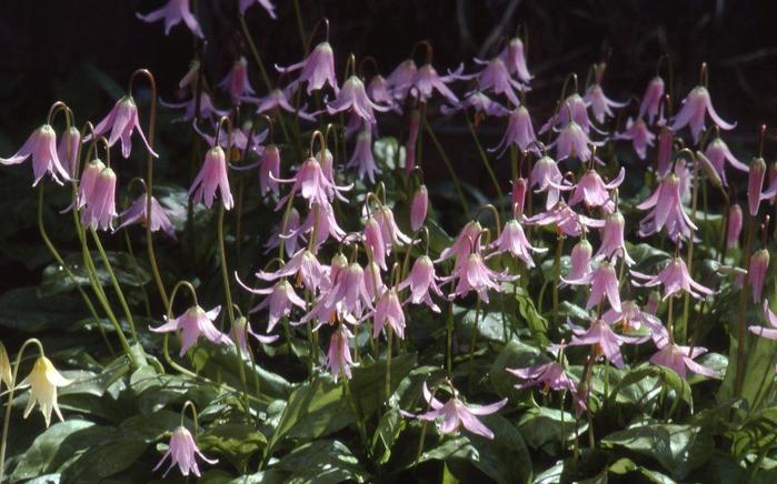 Erythronium-revolutum4 (700x436, 60Kb)