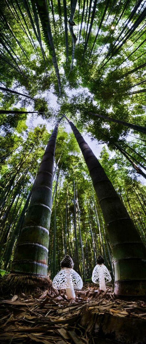 «Духи бамбукового леса», Агорастос Папацанис