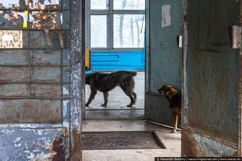 Из первых уст: Чернобыль, зона отчуждения зона отчуждения,Украина,Чернобыль