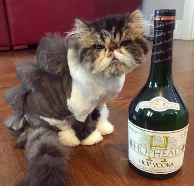 Когда хотел динозавра, но завел кота 