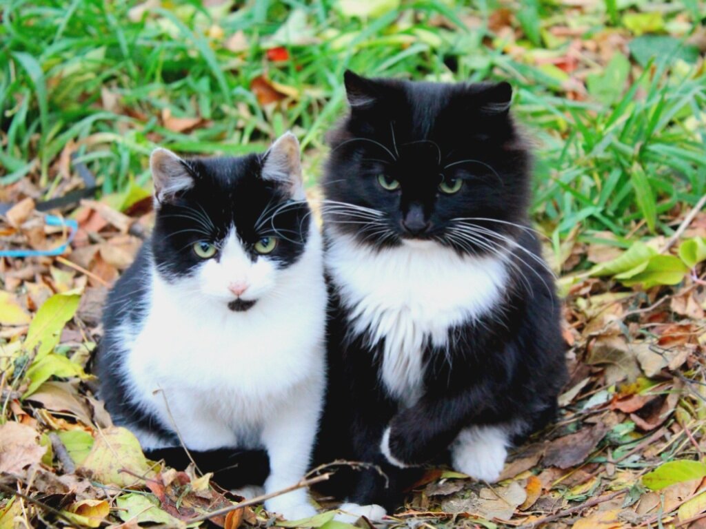 Как Яков Васильевич к Норе Карловне сватался