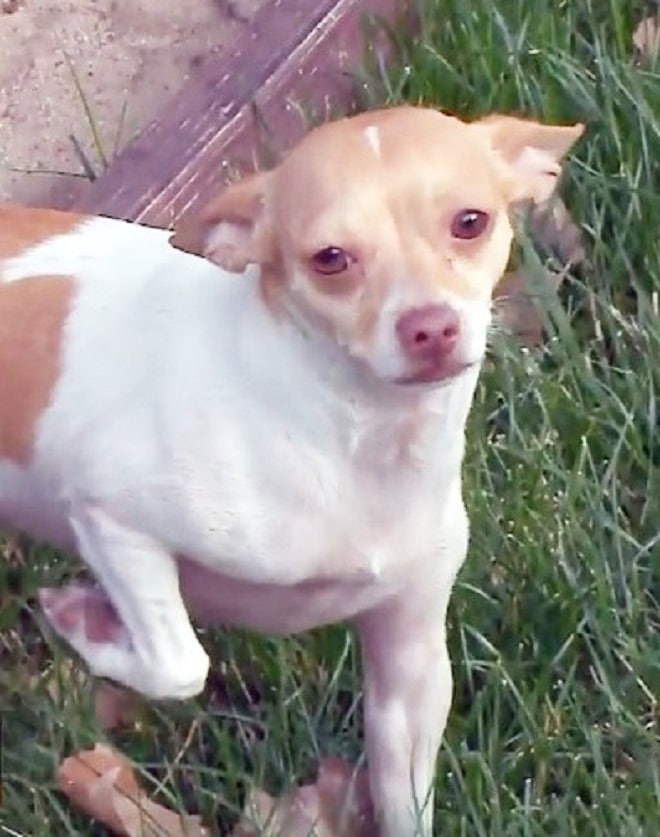 Грустный песик