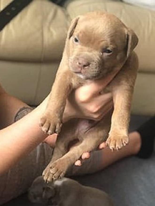 Недовольный бульдожка