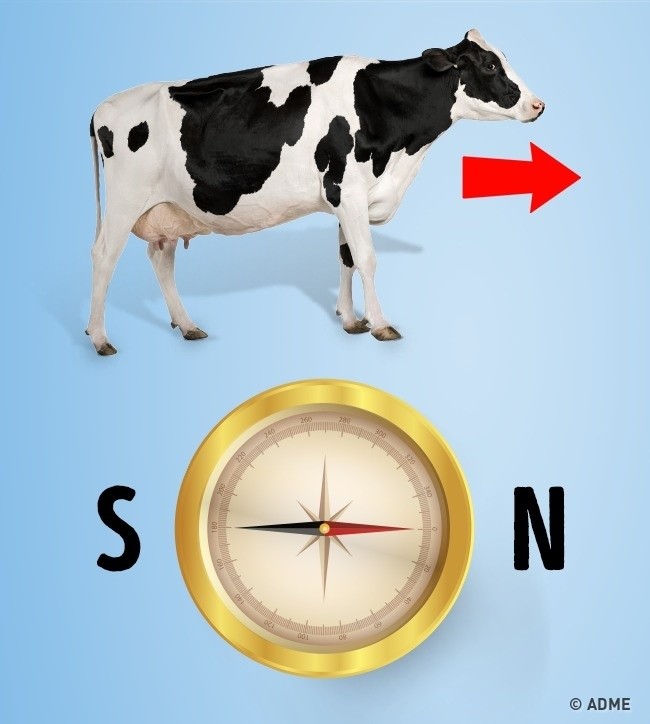 Магнитный компас в коровах интересное, наука, факты