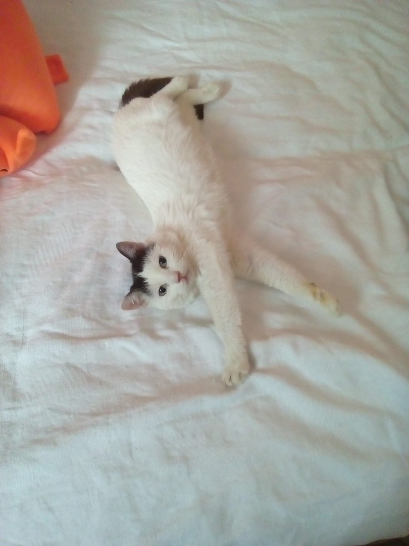 кошка на кровати