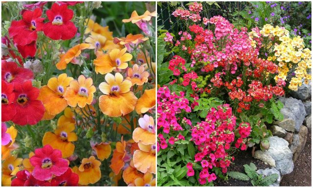 11 однолетних цветов для вашего сада, которые не боятся заморозков 11 однолетних цветов для вашего сада, которые не боятся заморозков цветы