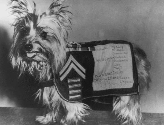 10 знаменитых собак Второй мировой войны вторая мировая война,животные,история,собаки