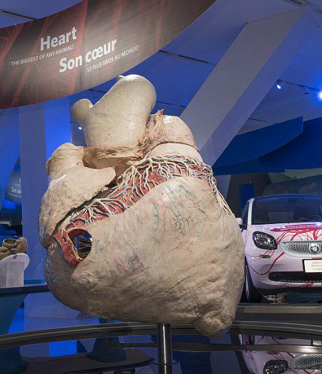 Сердце синего кита весит 200 килограмм..