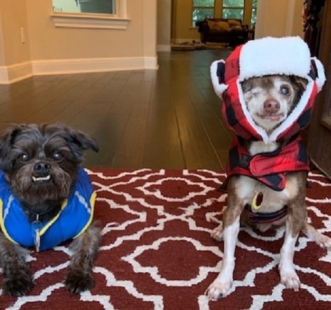 Собаки в одежде