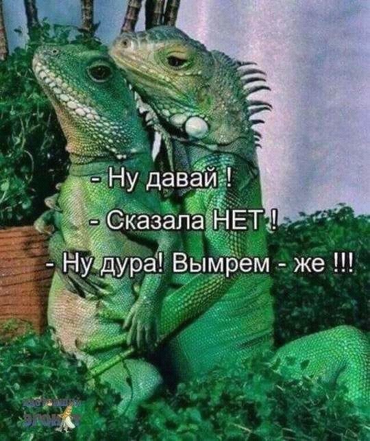 Баянистая годнота