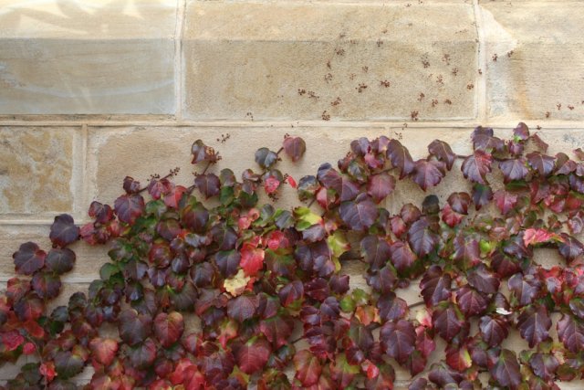 Девичий виноград на стене дома