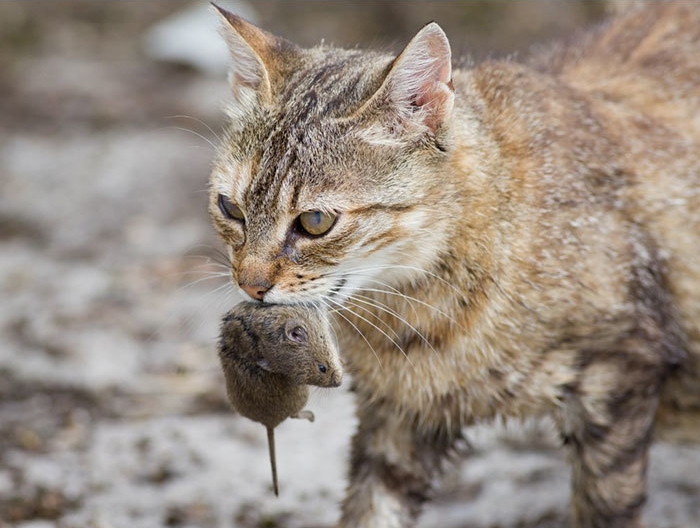 как технологии изменили жизнь кошек