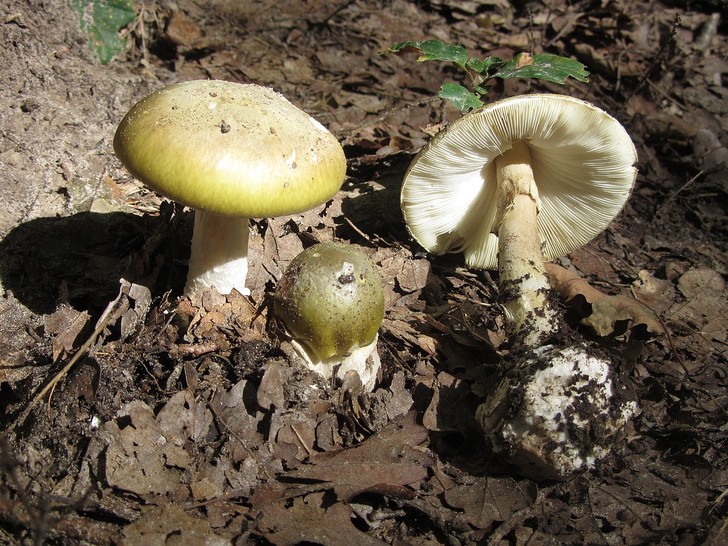 7 причин включить грибы в рацион (и еще больше — исключить их из него) грибы, нельзя, много, также, грибов, Wikimedia, который, всего, белых, богаты, могут, белка, количества, большого, кишечника, ножки —, полезных, первую, очередь, нужно