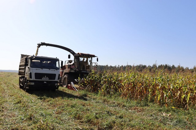 На силос и зеленый корм в Могилевской области осталось убрать менее четырех процентов посевов кукурузы.