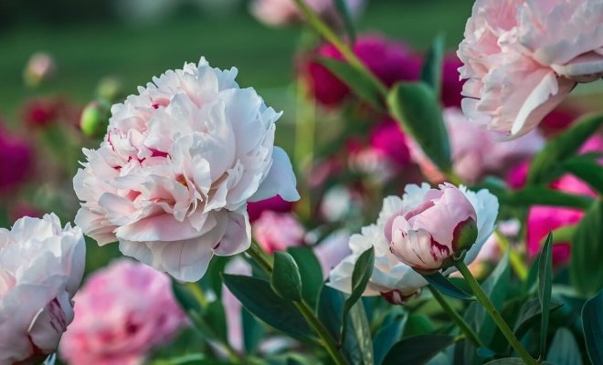 5 важных дел для пышного цветения пионов – не пропустите сроки!