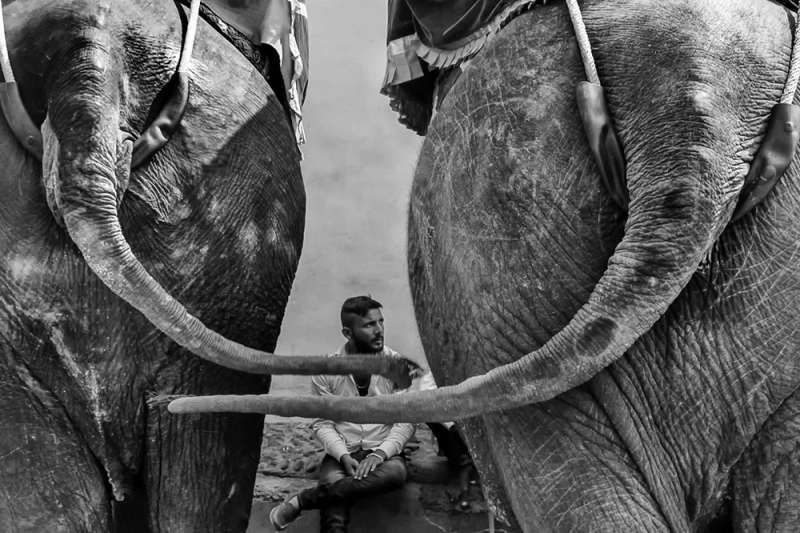 Честные и пронзительные: кадры индийского фотографа, запечатлевшие животных