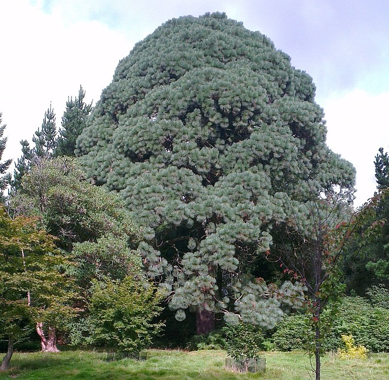 Сосна Монтесумы (белая сосна) фото (лат. Pinus montezumae)