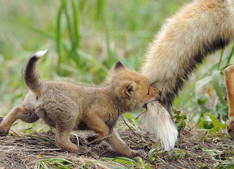 Животные детеныши в фотографиях