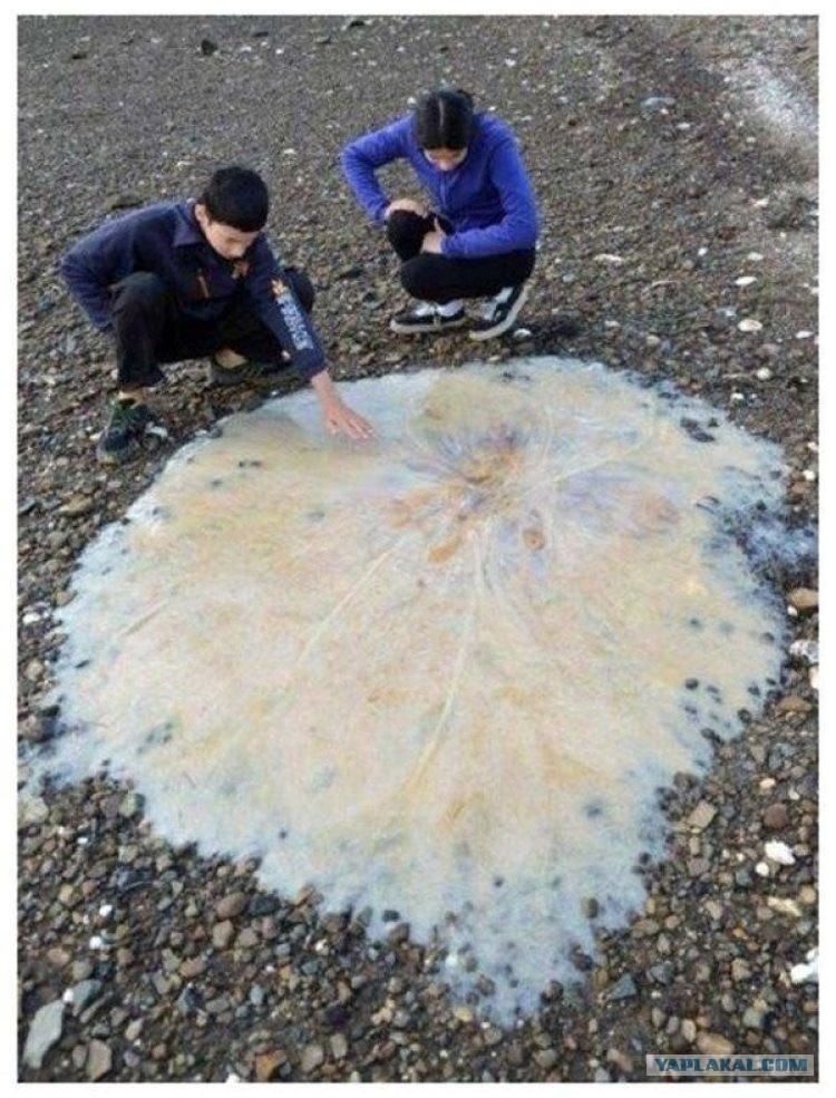 В Австралию ни ногой! В Австралию ни ногой! поездка,страны,туризм,турист