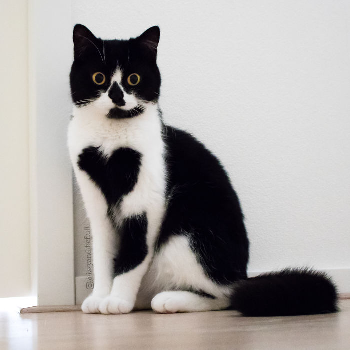Кошка с большим сердечком на груди