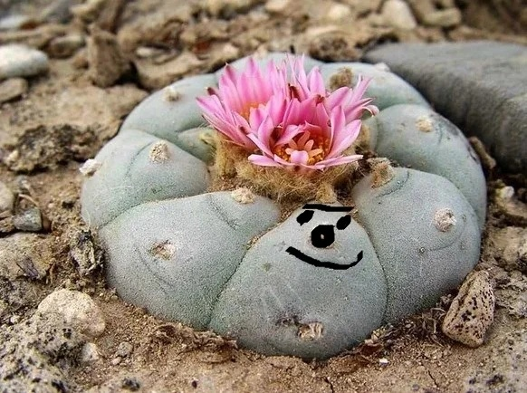 Пейот: Кактус, который преображает реальность Пейот: Кактус, который преображает реальность интересные факты,кактус Пейот,природа,растения