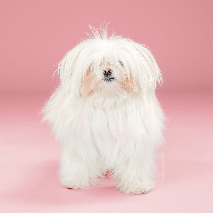 собаки до и после стрижки