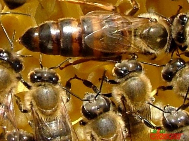 13. Пчелиная матка и размножение пчел животные, насекомые, пчёлы, факты