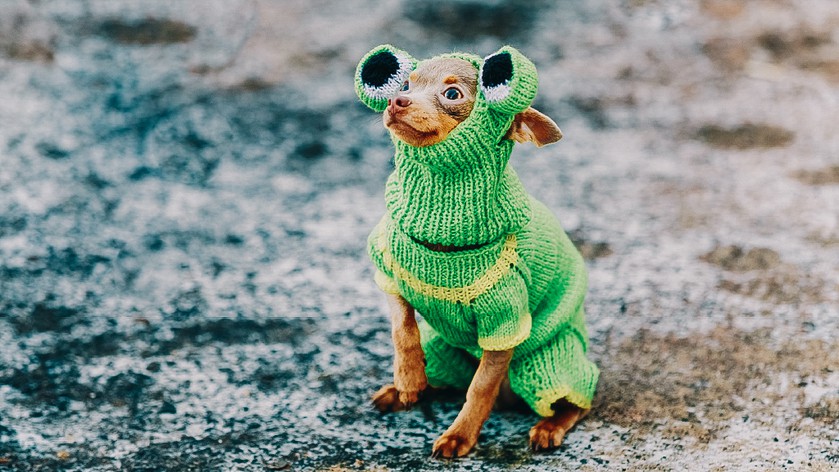 Не только йорки: 5 мелких пород собак для легкого содержания в квартире Не только йорки: 5 мелких пород собак для легкого содержания в квартире наши любимцы,собаки