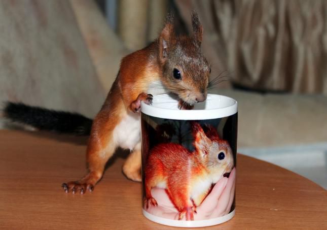 Животные, белка, позитив