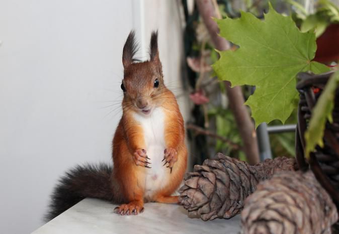 Животные, белка, позитив