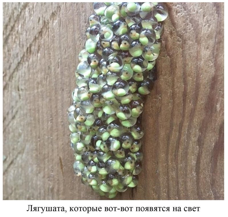 Вы видели всё в жизни? 