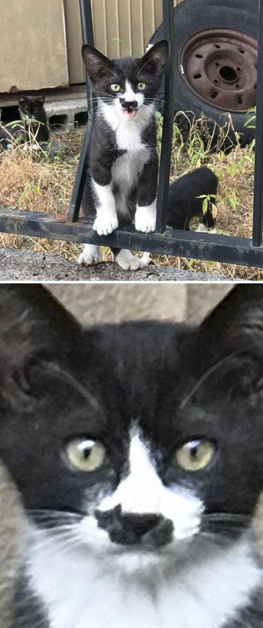 Kitten With A Silhouette Of Himself On His Nose