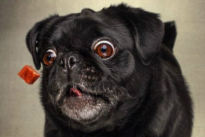 Стоп-кадр собаки