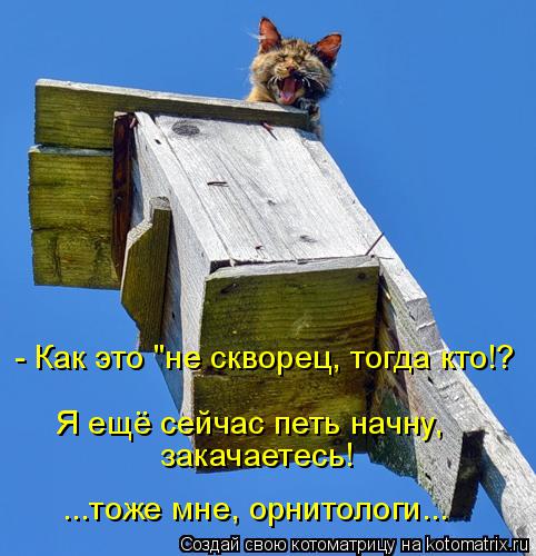 Котоматрица: ...тоже мне, орнитологи... закачаетесь! Я ещё сейчас петь начну, - Как это "не скворец, тогда кто!?