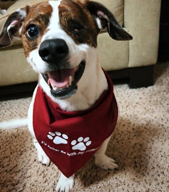 Пес с платком