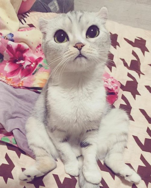 Кошка Хана с большими глазами, взявшая Instagram штурмом (24 фото) Кошка Хана с большими глазами, взявшая Instagram штурмом (24 фото)