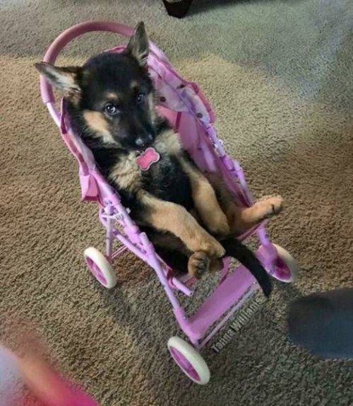 Прикольные картинки дня (55 шт)