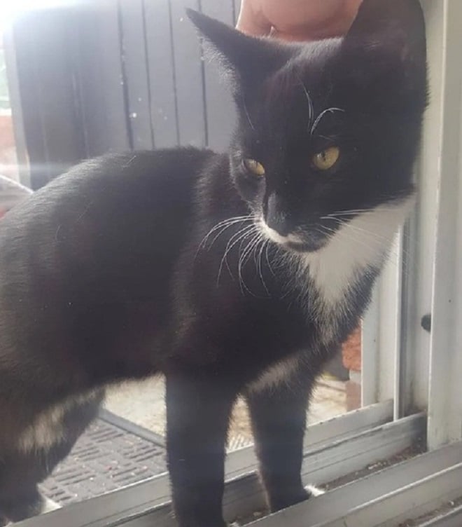 Кошка на пороге